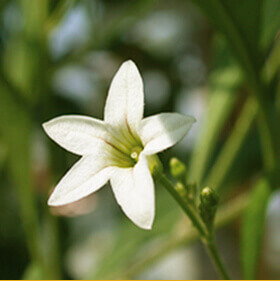 Duboisia flower